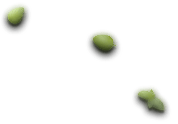 sushi-leaf-1.png